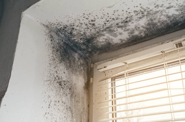 Trusted Attic Mold Removal service in Parker Ford, PA - Cheap Mold Removal